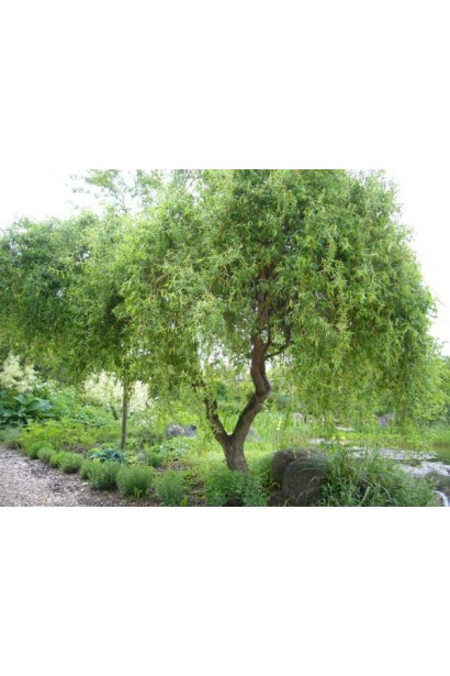 Верба звивиста Матсудана