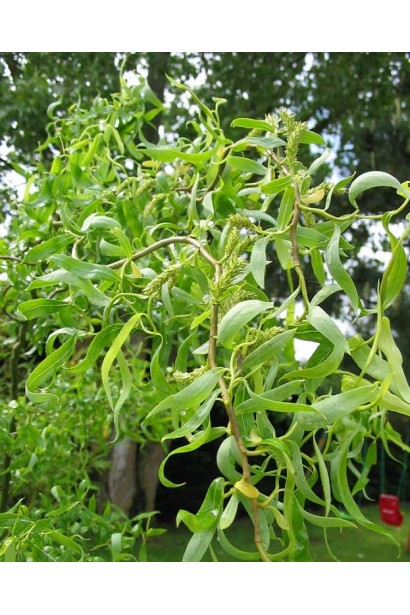 Верба Матсудана довге тонке листя