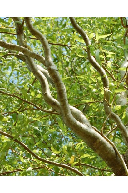 Salix matsudana Koidz