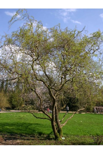 Верба пекінська 