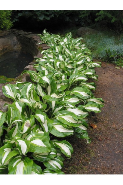 Листя Хости Медіоварієгата з кремовими та білими плямами.