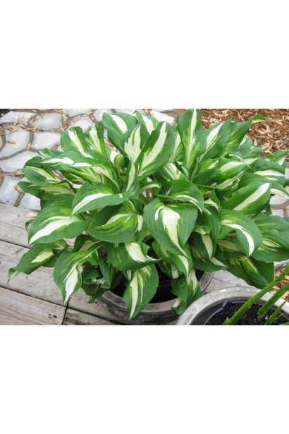 Хоста хвиляста Медіоварієгата з кремовими плямами.