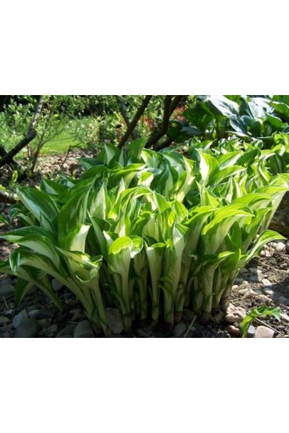 Хоста хвиляста Медіоварієгата