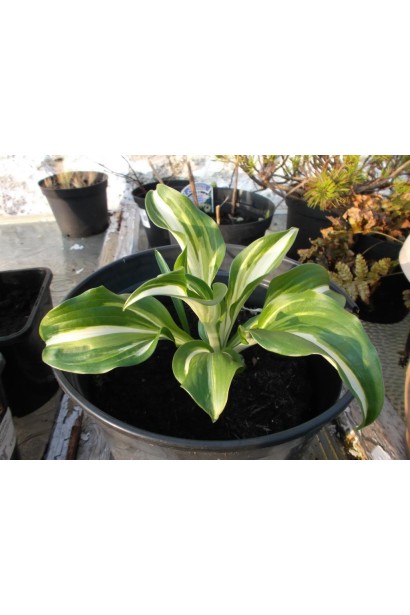 Хоста Медіоварієгата з зеленими та кремовими лініями.