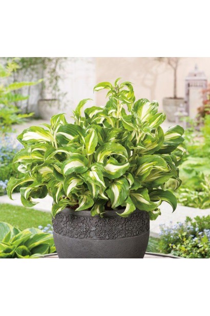 Хоста Медіоварієгата в кашпо