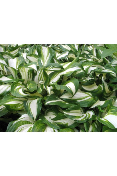 Хоста хвиляста з різнокольоровими хвилястими листками.