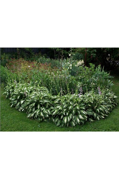 Хоста хвиляста Медіоварієгата