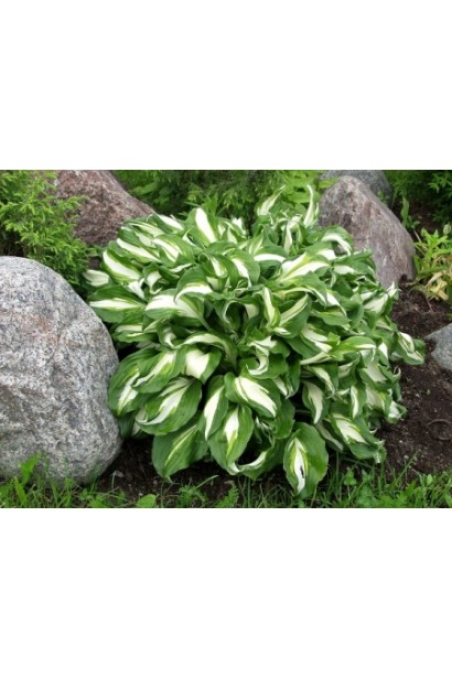 Рослина Хоста Медіоварієгата з унікальним забарвленням листя.