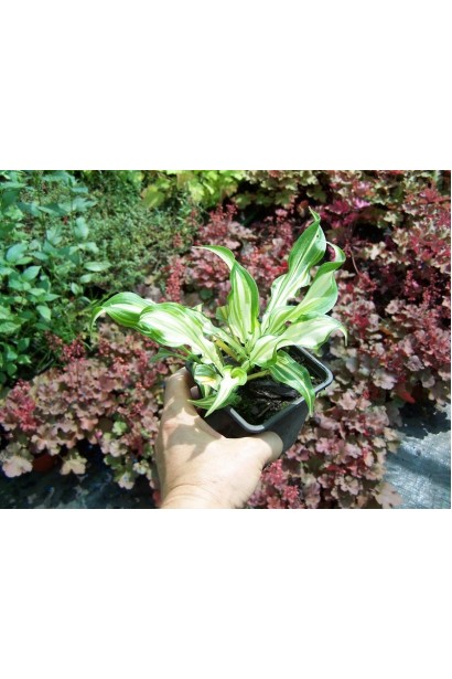 Hosta undulata Mediovariegata
