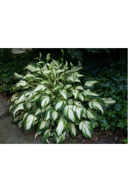 Листя Хости Медіоварієгата з зеленими та білими смугами.