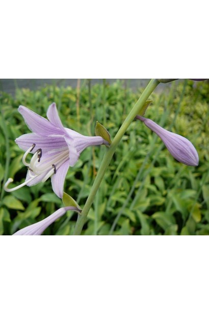 Квіти Хости хвилястої Медіоварієгата