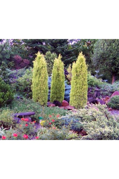 Можжевельник обыкновенный Голд Кон - применение в ландшафтном дизайне