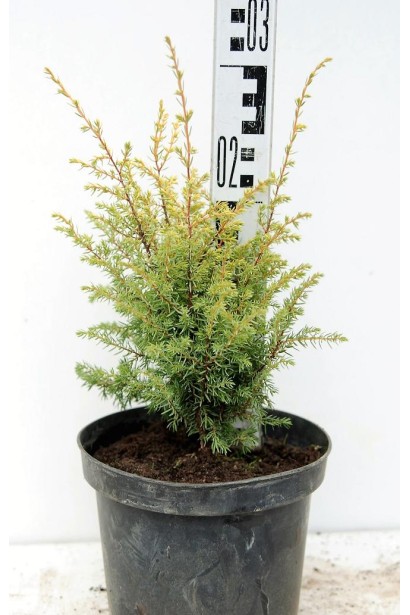 Можжевельник обыкновенный Голд Кон в контейнере 3 л, 20-30 см