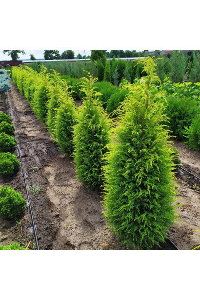 Саженцы можжевельника Голд Кон в питомнике в поле