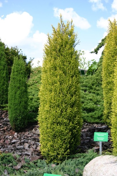 Можжевельник обыкновенный Голд Кон - узкоконический сорт можжевельника