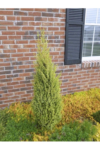 Можжевельник обыкновенный Gold Cone