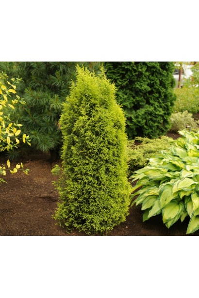 Juniperus communis Gold Cone