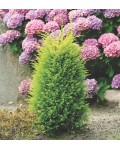 Ялівець звичайний Голд Кон | Можжевельник обыкновенный Голд Кон | Juniperus communis Gold Cone