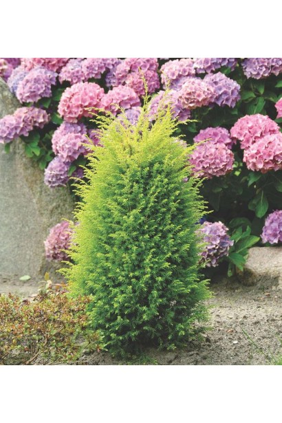 Можжевельник обыкновенный Голд Кон на фоне гортензии