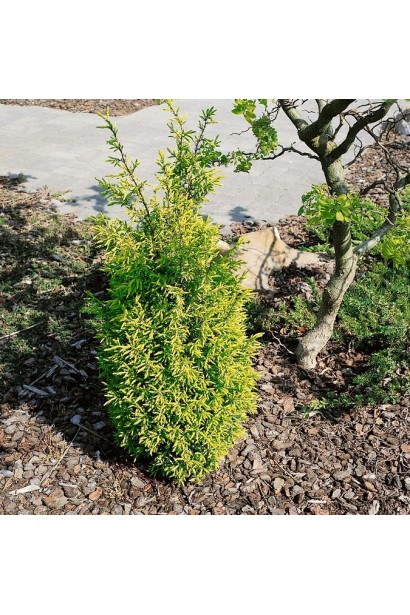 Можжевельник Gold Cone