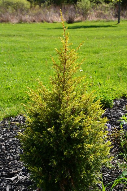 Можжевельник с золотистым цветом хвои Gold Cone
