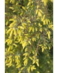 Можжевельник обыкновенный Голд Кон | Ялівець звичайний Голд Кон | Juniperus communis Gold Cone