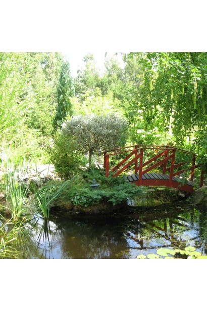 Верба швейцарська на штамбі в ландшафті