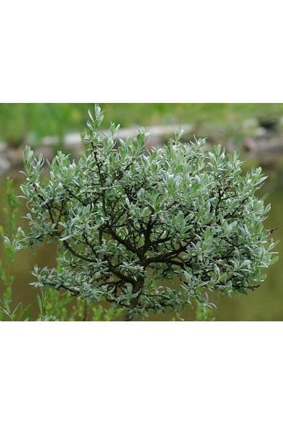 Верба helvetica shtamb