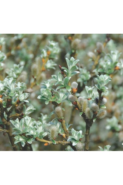 Верба швейцарська сріблясто-зелене листя