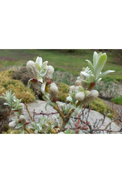 Пухнасті сережки верби швейцарської