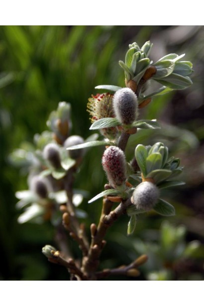 Верба швейцарська цвітіння