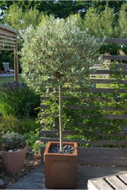 Верба швейцарська (куля на штамбі)