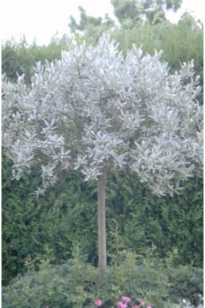 Верба Гельветіка на штамбі