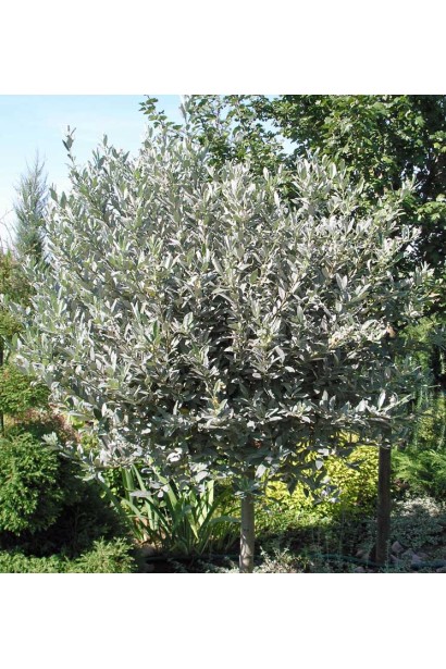 Верба швейцарська куля на штамбі