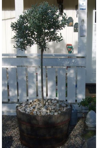 Верба швейцарська щеплена на штамб