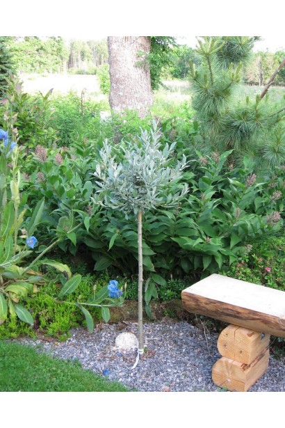 Срібляста верба на штамбі