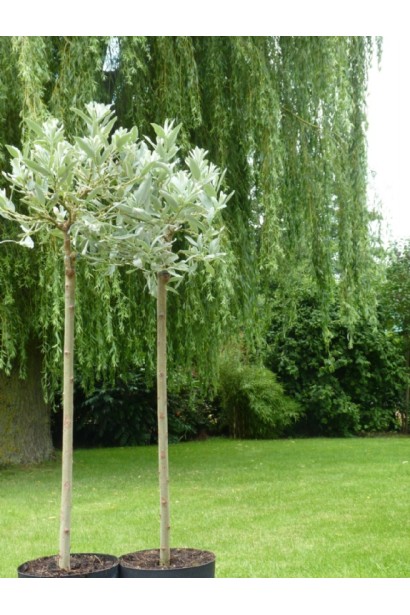 Salix helvetica на штамбі