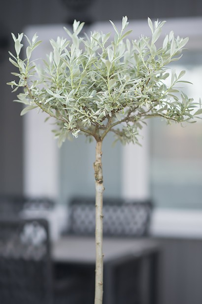 Верба Гельветська щеплена форма