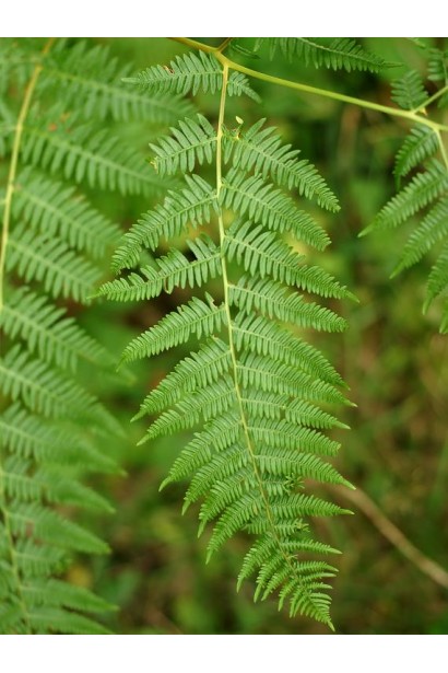 Раскидистые вайи папоротники создают уютную атмосферу в саду.