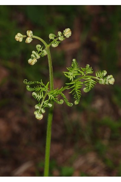 Орляк обыкновенный — декоративный папоротник с характерными раскидистыми вайями.
