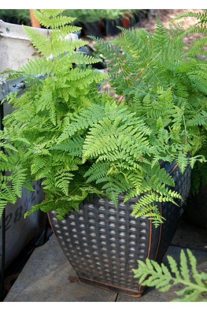 Pteridium aquilinum подходит для озеленения тенистых участков сада.