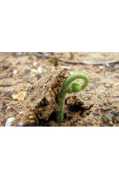 Папоротник Pteridium aquilinum отличается устойчивостью к болезням и вредителям.