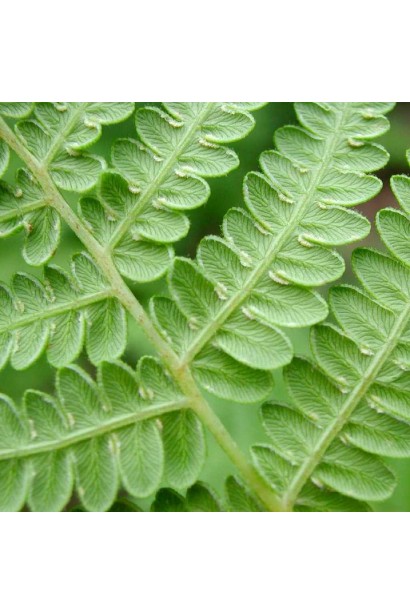 Листья Pteridium aquilinum имеют мягкую текстуру и глубокий зеленый цвет.