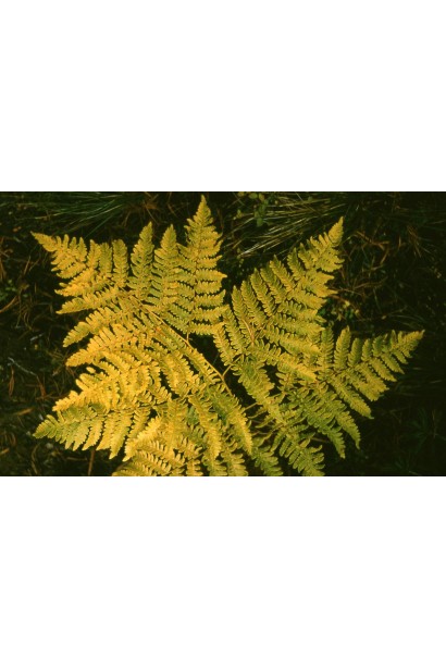 Pteridium aquilinum