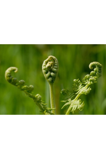 Иисусовая трава