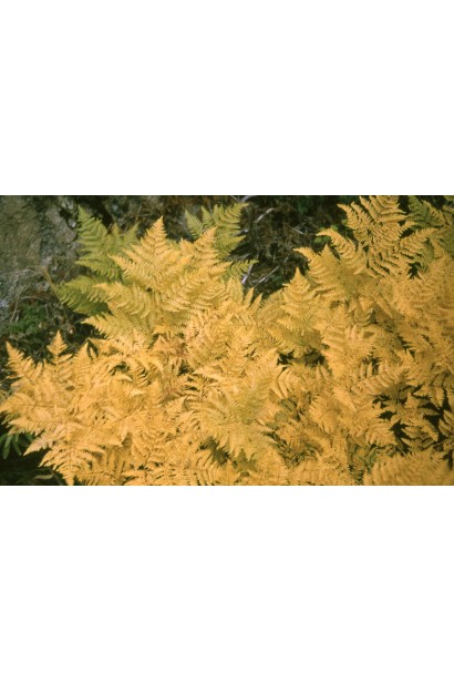 Листья Орляк обычный зимой