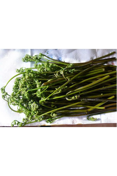 Папоротник / Орляк обыкновенный