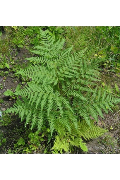 Орляк обычный — выносливый папоротник, хорошо растущий в разных климатических условиях.