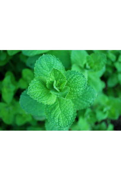 М’ята круглолиста листя