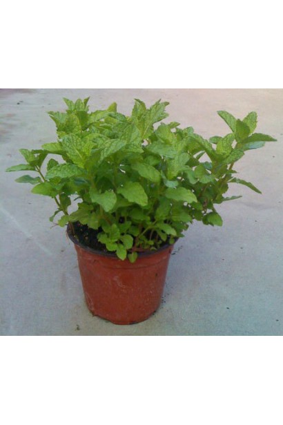 М’ята духмяна в контейнері